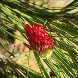 ?coccinea ?tetragonoloba